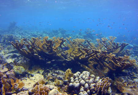 Immunity on the reef: Staghorn coral, its symbionts, and white